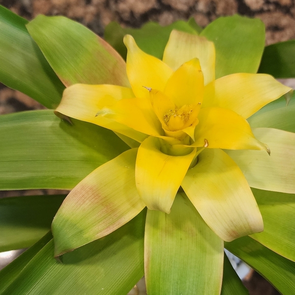 MONEY TREE - Manifest Wealth (Live Plant) - Picture 8 of 8